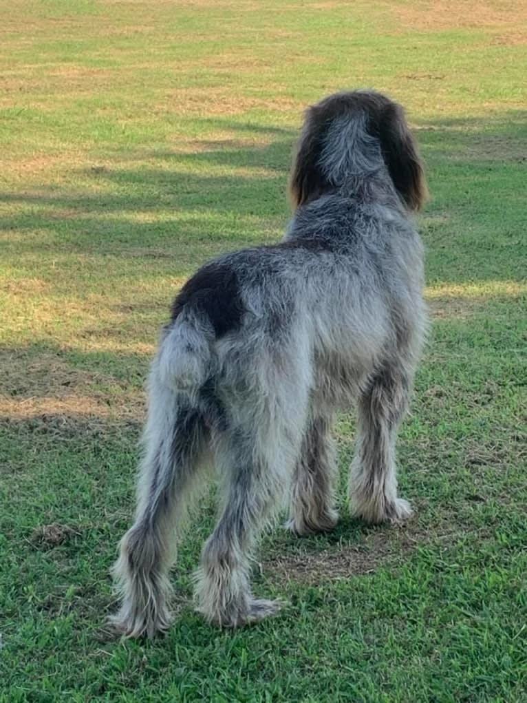 Bear, a Spinone Italiano tested with EmbarkVet.com