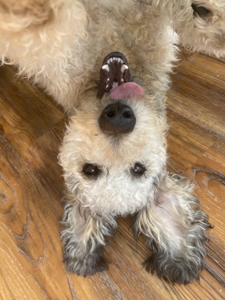 Molly, a Poodle (Standard) and Labrador Retriever mix tested with EmbarkVet.com