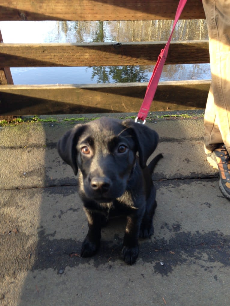 Izzy, a Labrador Retriever and Siberian Husky mix tested with EmbarkVet.com