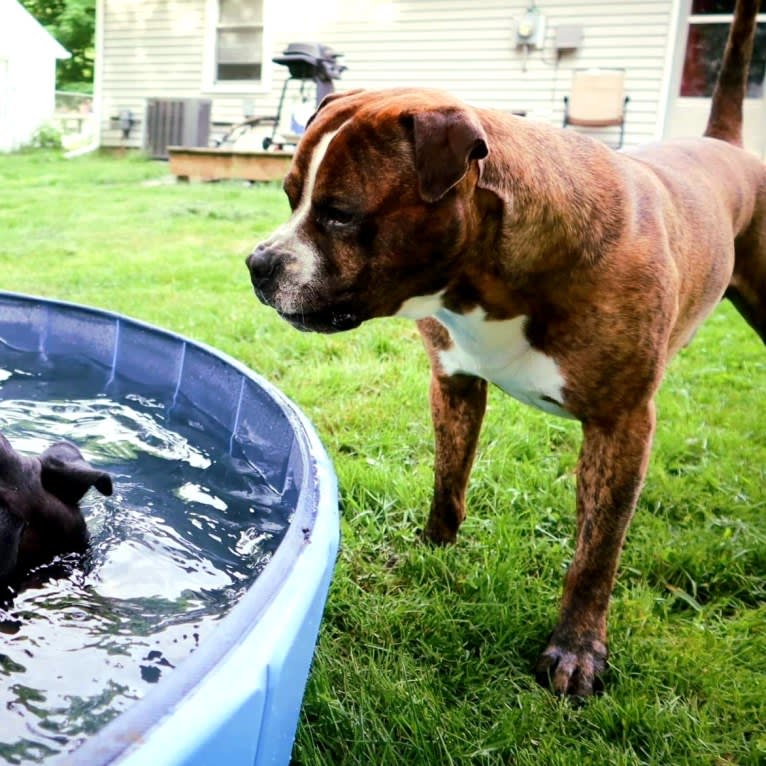 Loki, an American Pit Bull Terrier (4.7% unresolved) tested with EmbarkVet.com