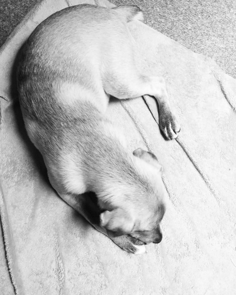 Acrux a dog tested with EmbarkVet.com