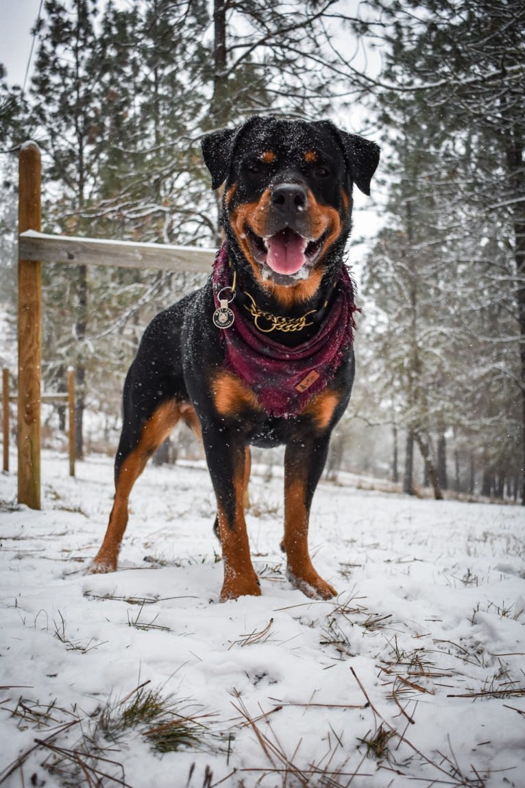 Daisy Mae, a Rottweiler tested with EmbarkVet.com