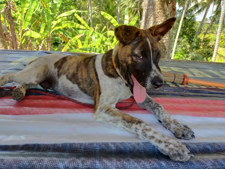 Bodhi, a Southeast Asian Village Dog tested with EmbarkVet.com