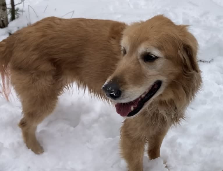 Timber “Gross Manor’s I’ll Be The One You Won’t Forget”, a Golden Retriever tested with EmbarkVet.com