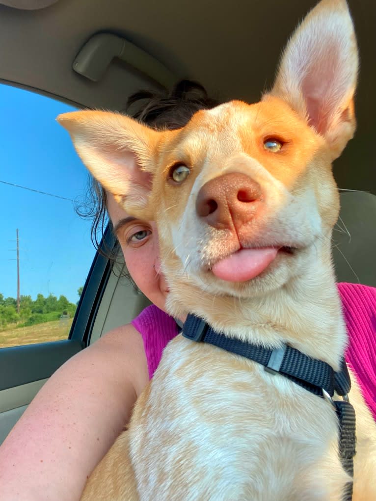 Lou, an Australian Cattle Dog and Australian Shepherd mix tested with EmbarkVet.com