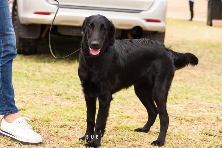 Hannah Blohm, a Flat-Coated Retriever tested with EmbarkVet.com