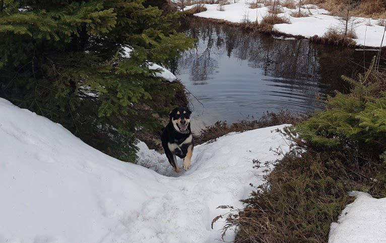 Jack, a Labrador Retriever and German Shepherd Dog mix tested with EmbarkVet.com