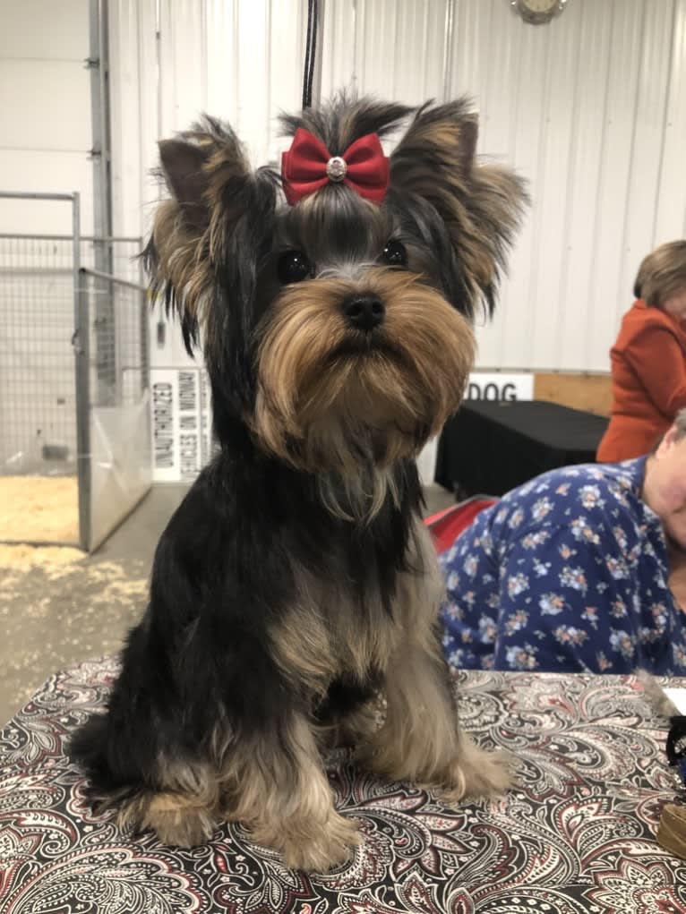 Millie, a Yorkshire Terrier tested with EmbarkVet.com