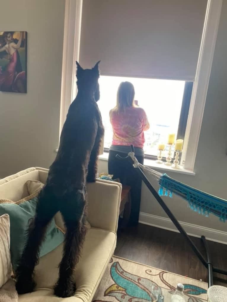 Iva Converso, a Giant Schnauzer tested with EmbarkVet.com