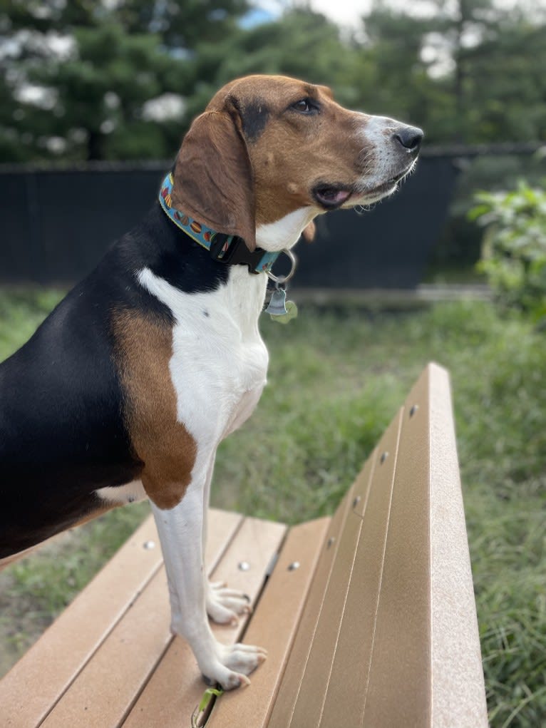 Roxy, a Treeing Walker Coonhound tested with EmbarkVet.com