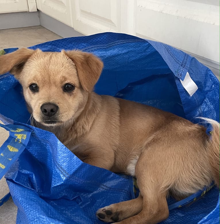 Teddy Bear, a Poodle (Small) and Chow Chow mix tested with EmbarkVet.com