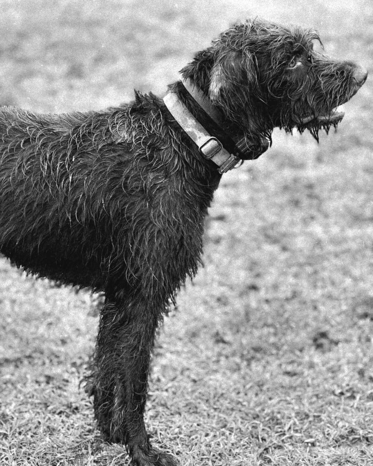 North Texas Terra, a Pudelpointer tested with EmbarkVet.com