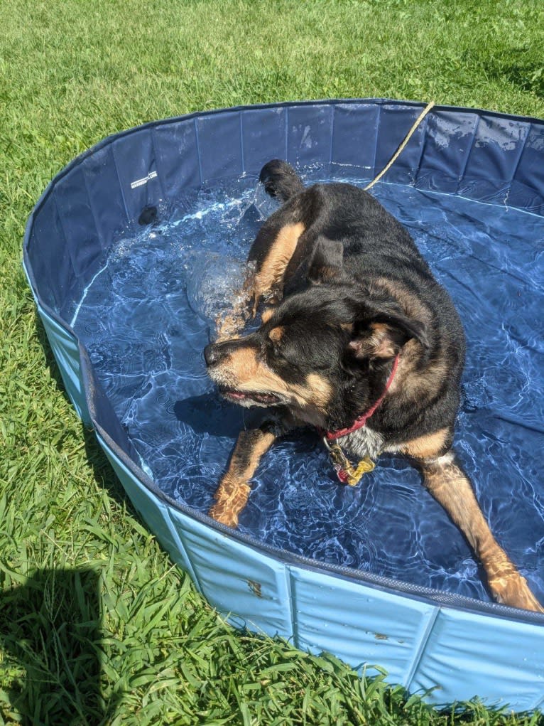 Cythera, an Australian Cattle Dog and American Pit Bull Terrier mix tested with EmbarkVet.com