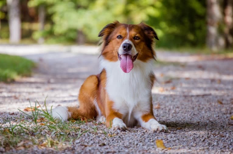 Mac, an English Shepherd tested with EmbarkVet.com