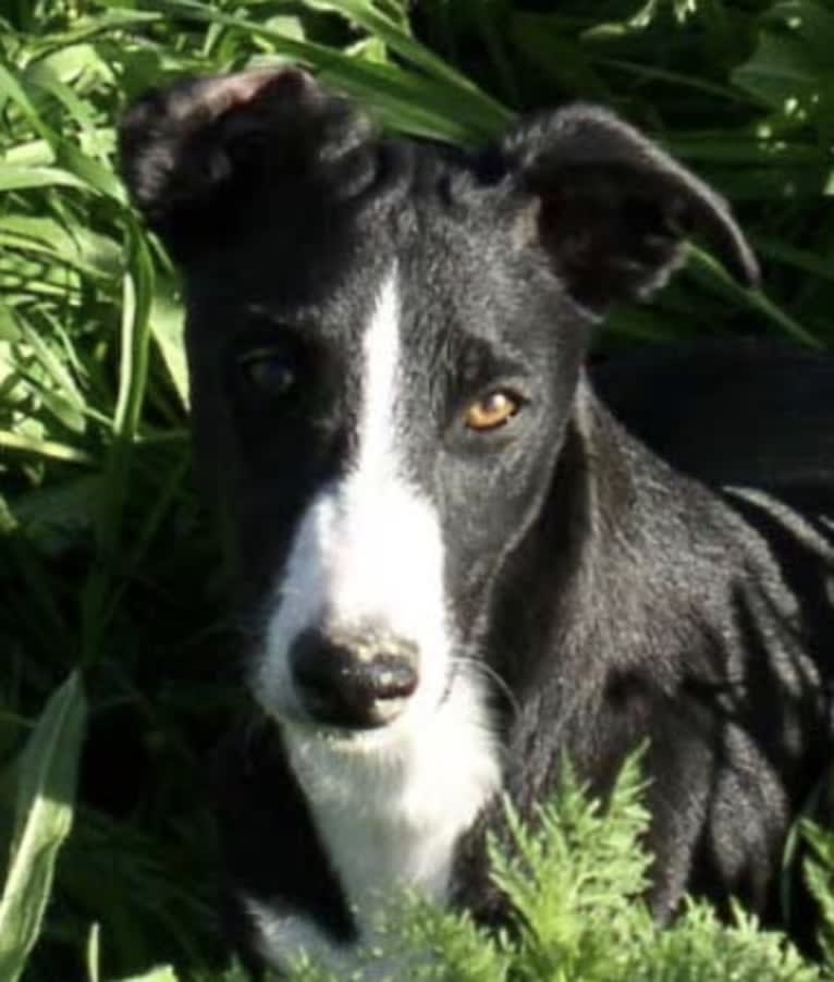 Ra, a Whippet and Border Collie mix tested with EmbarkVet.com