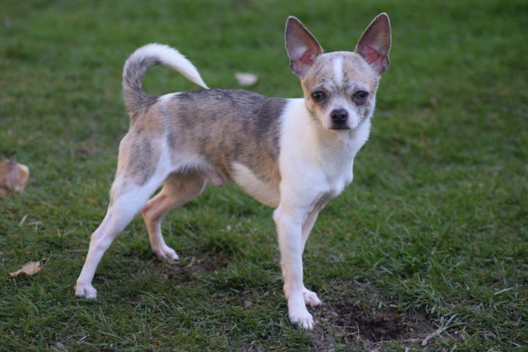 King, a Chihuahua tested with EmbarkVet.com