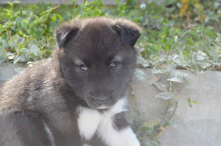 Loki, a Siberian Husky and Belgian Sheepdog mix tested with EmbarkVet.com