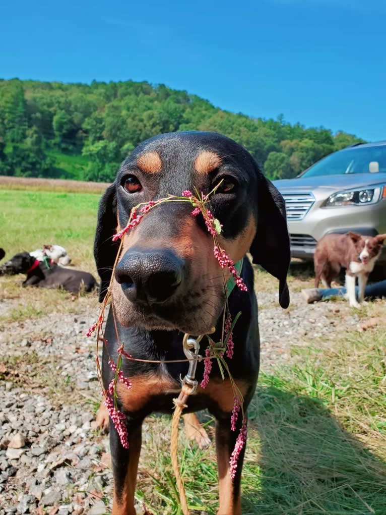 Wyatt, an American Leopard Hound tested with EmbarkVet.com