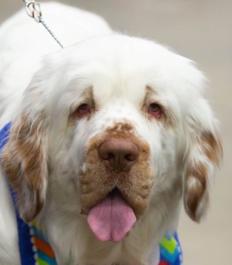 CH Grand Cabin's Kiss The Girl, a Clumber Spaniel tested with EmbarkVet.com
