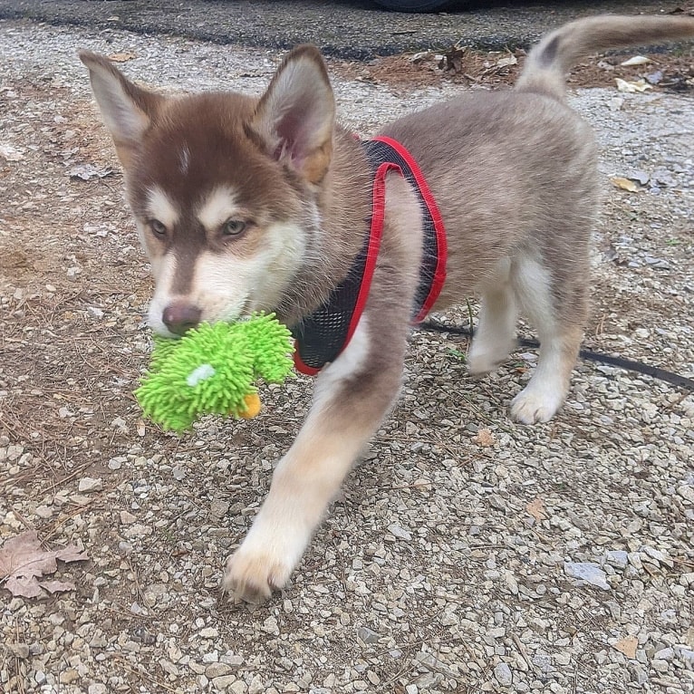 Gambit, a Siberian Husky and Australian Shepherd mix tested with EmbarkVet.com