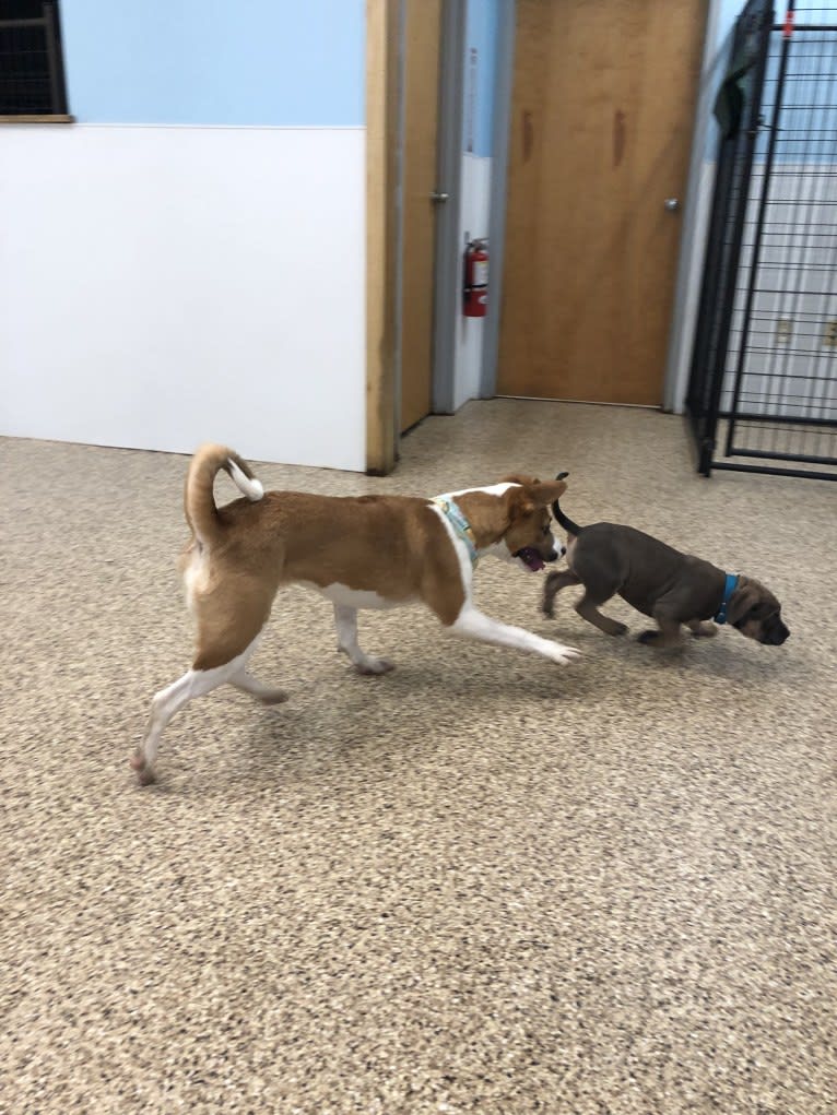 Hazel Grace, an American Pit Bull Terrier and Boxer mix tested with EmbarkVet.com