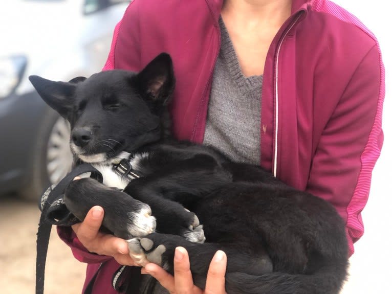 Chesley, a Canaan Dog tested with EmbarkVet.com