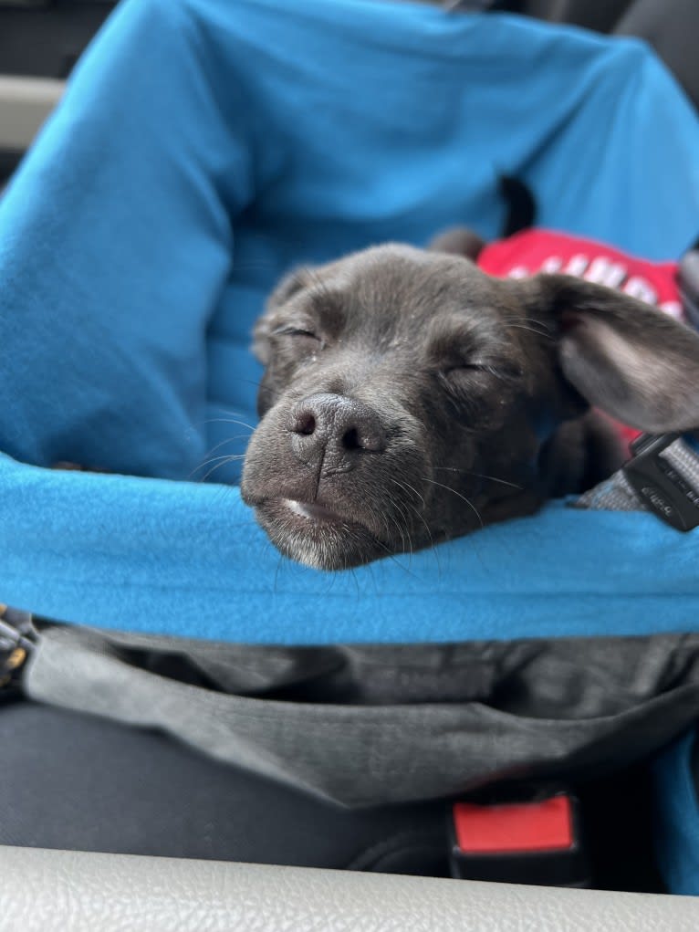 Drogo, a Rat Terrier and Chihuahua mix tested with EmbarkVet.com