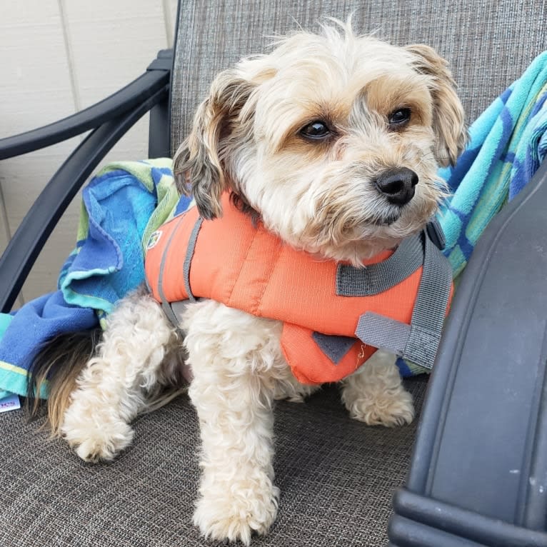 Mahrli, a Bichon Frise and Yorkshire Terrier mix tested with EmbarkVet.com