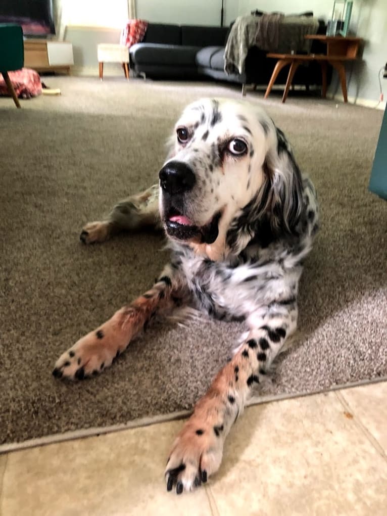 Velma, an English Setter (27.4% unresolved) tested with EmbarkVet.com