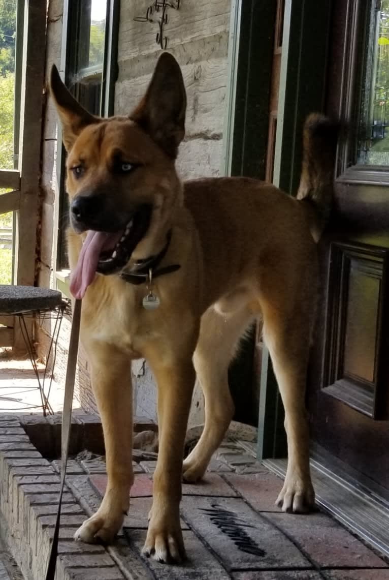 Canyon, a Siberian Husky and Saint Bernard mix tested with EmbarkVet.com