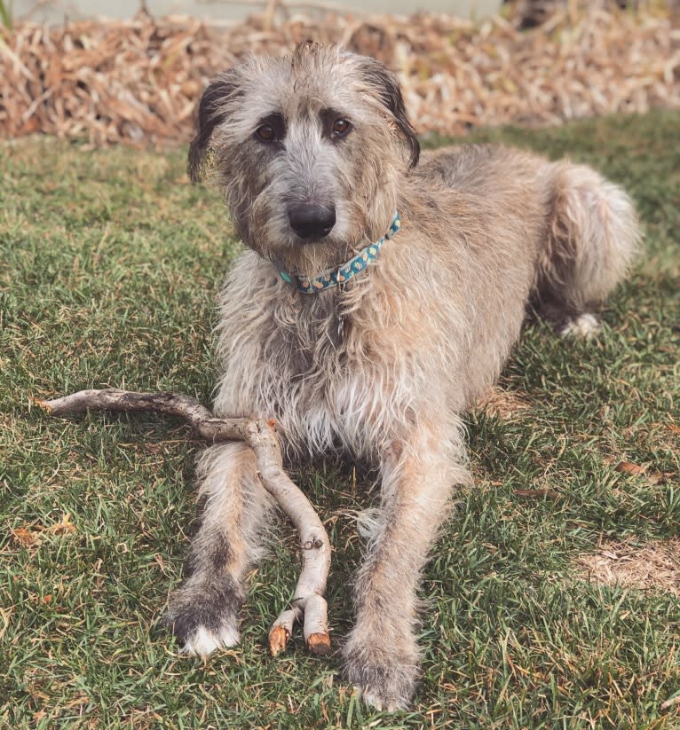 Beatrice, an Irish Wolfhound tested with EmbarkVet.com