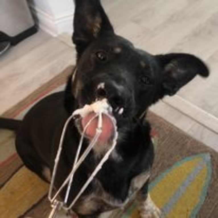 Noosa, an Australian Cattle Dog and German Shepherd Dog mix tested with EmbarkVet.com