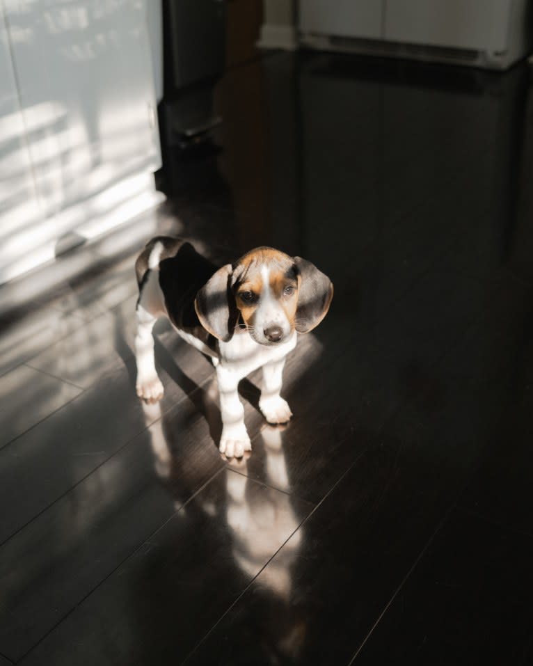 Carl, a Treeing Walker Coonhound tested with EmbarkVet.com