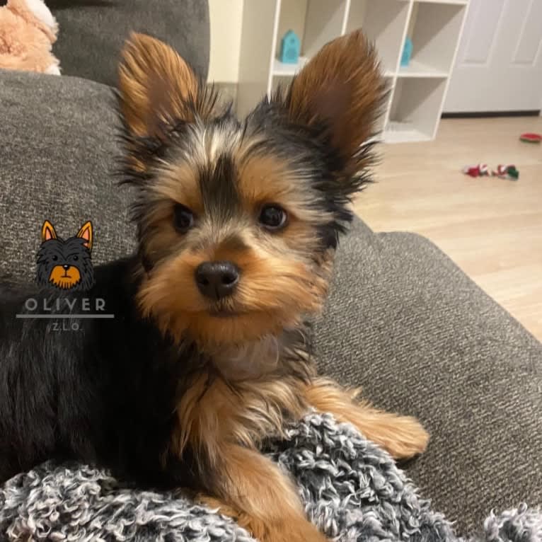 Oliver, a Silky Terrier tested with EmbarkVet.com