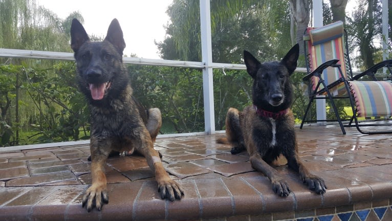 Jagger, a Belgian Malinois and German Shepherd Dog mix tested with EmbarkVet.com