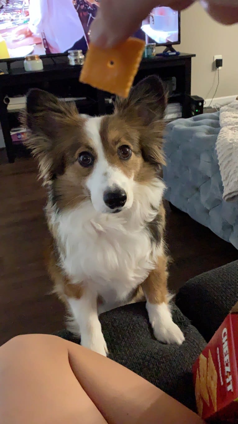 Lily, a Border Collie and Pembroke Welsh Corgi mix tested with EmbarkVet.com