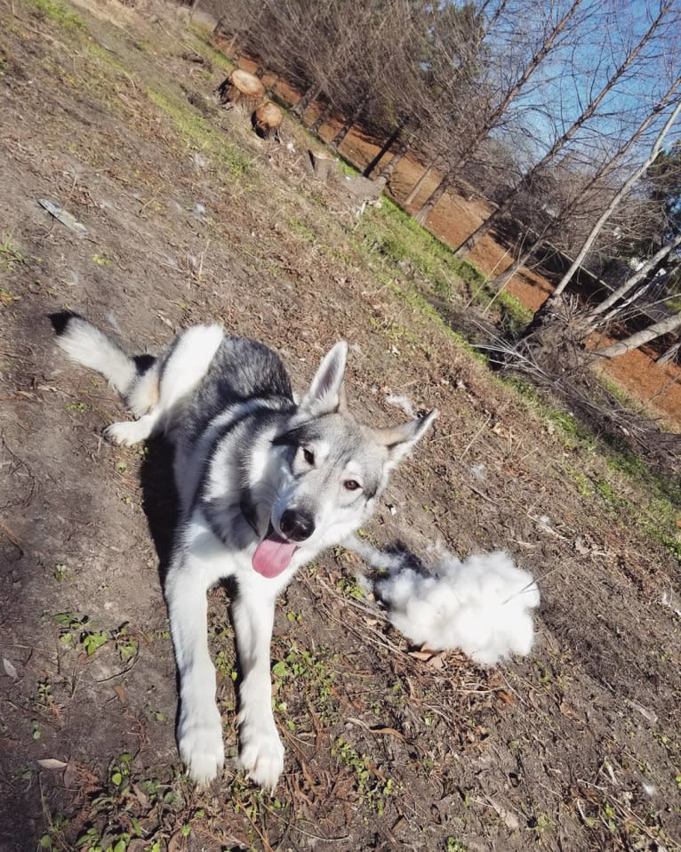 Adonis, a German Shepherd Dog and Siberian Husky mix tested with EmbarkVet.com