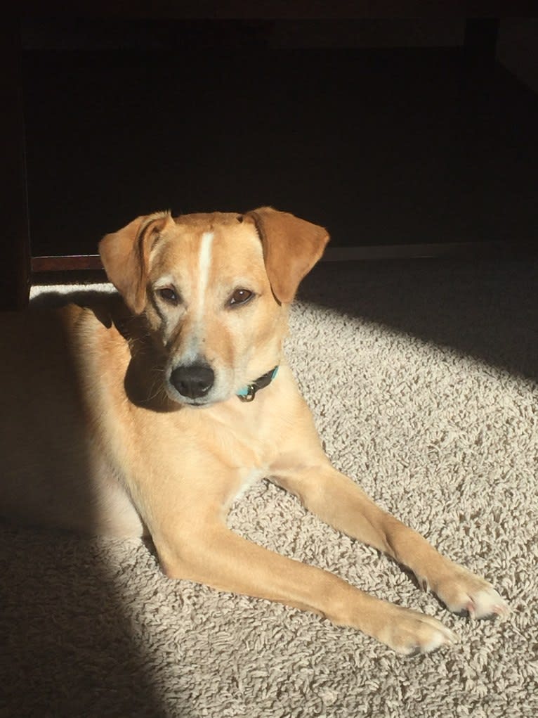 Sammy, a Rat Terrier and Golden Retriever mix tested with EmbarkVet.com