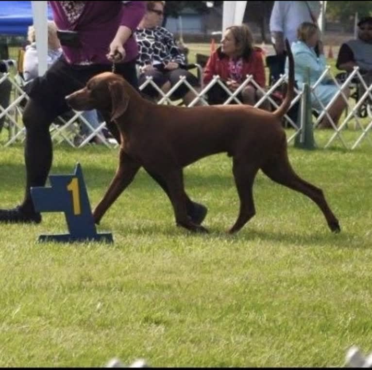 Toretto, a Redbone Coonhound tested with EmbarkVet.com