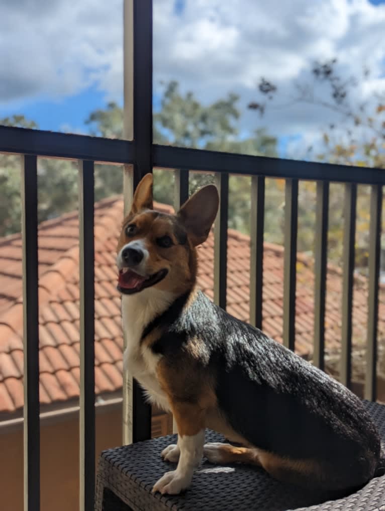 Biscuit, a Pembroke Welsh Corgi and Cardigan Welsh Corgi mix tested with EmbarkVet.com