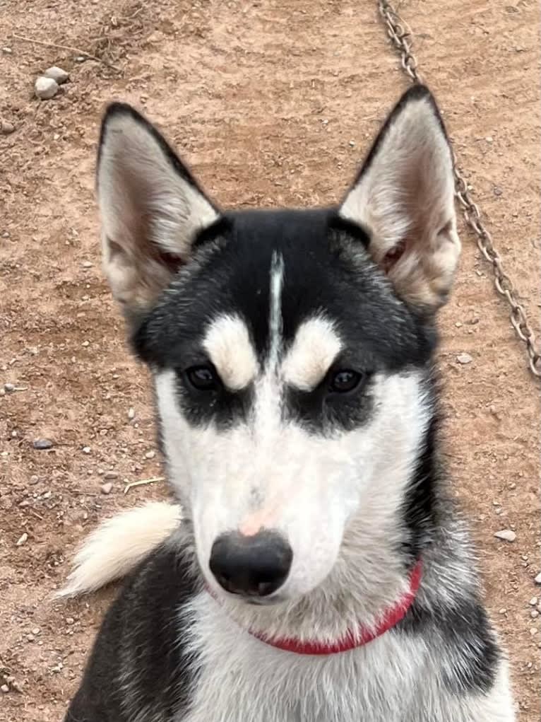 Love, a Siberian Husky tested with EmbarkVet.com