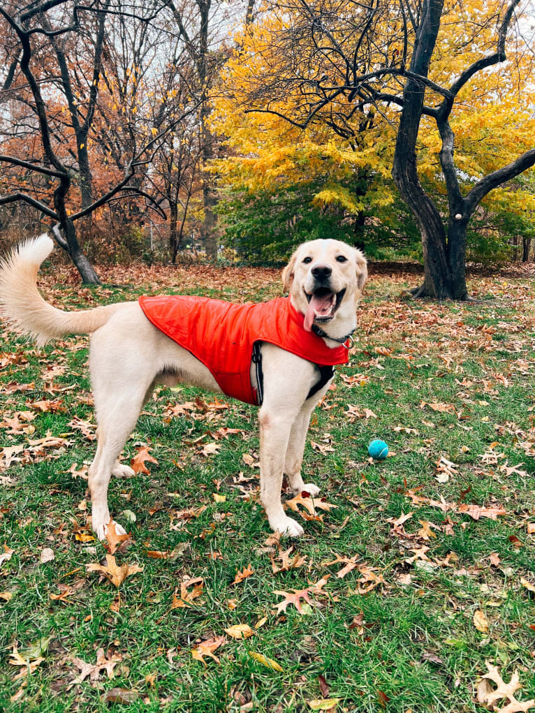 Buzz, a Labrador Retriever and Siberian Husky mix tested with EmbarkVet.com