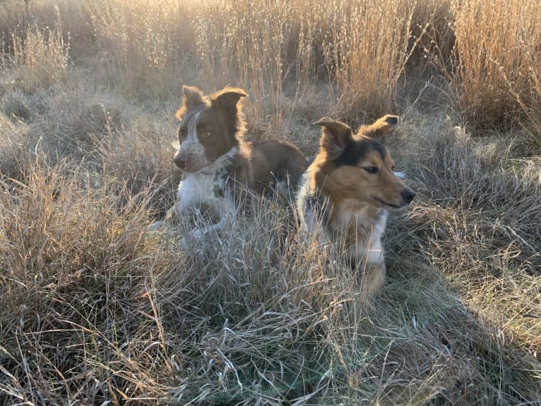 Joon, a Shetland Sheepdog and Australian Cattle Dog mix tested with EmbarkVet.com