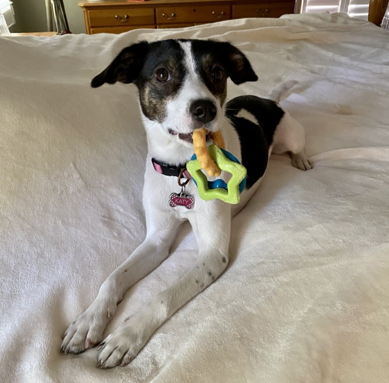 Katy, an Australian Cattle Dog and American Pit Bull Terrier mix tested with EmbarkVet.com