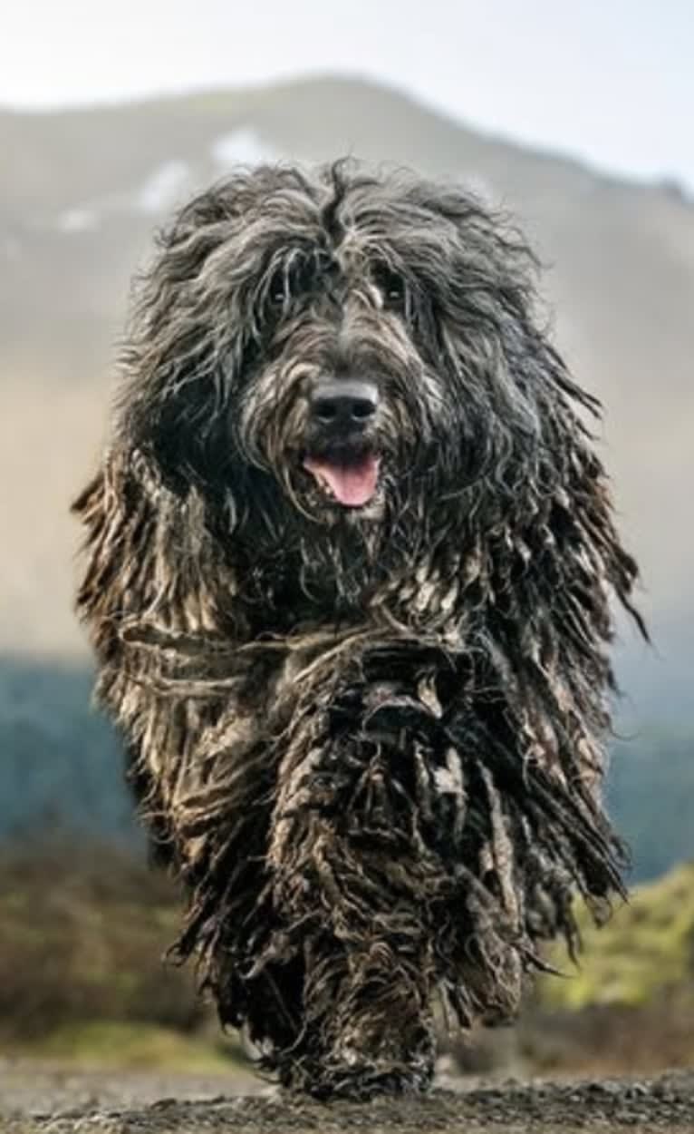 Garou Luigi Della Luna di Lana, a Bergamasco Sheepdog tested with EmbarkVet.com