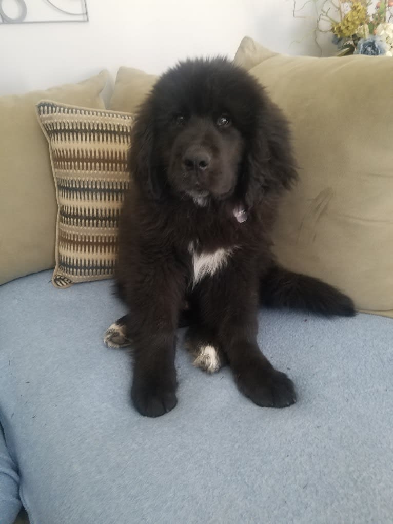 Bosco, a Saint Bernard and Labrador Retriever mix tested with EmbarkVet.com