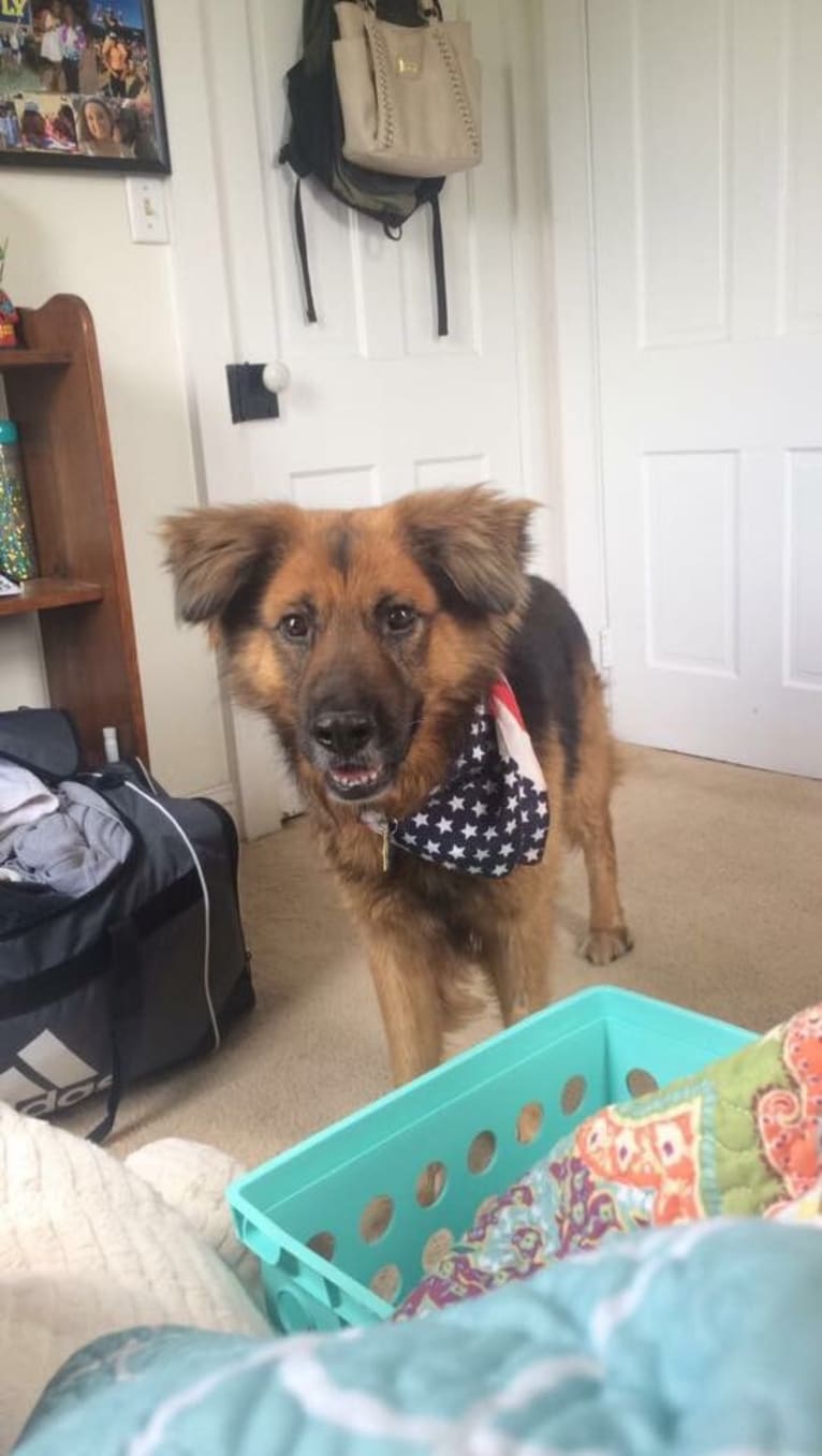 Max, a German Shepherd Dog and Labrador Retriever mix tested with EmbarkVet.com