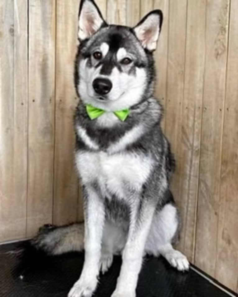 Darwin, a Siberian Husky and German Shepherd Dog mix tested with EmbarkVet.com