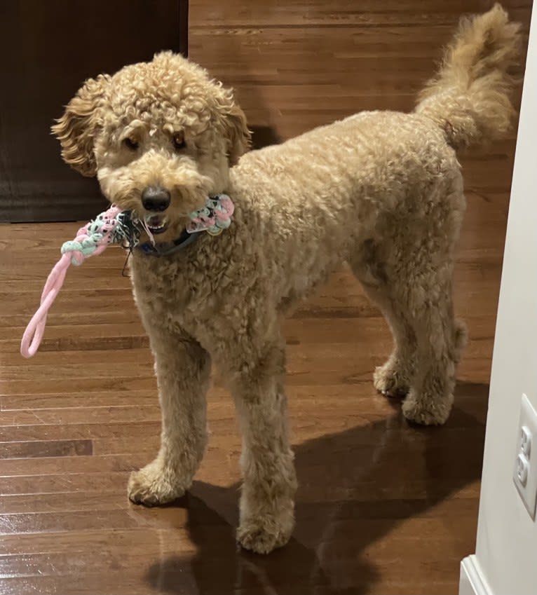 Pharaoh, a Goldendoodle tested with EmbarkVet.com