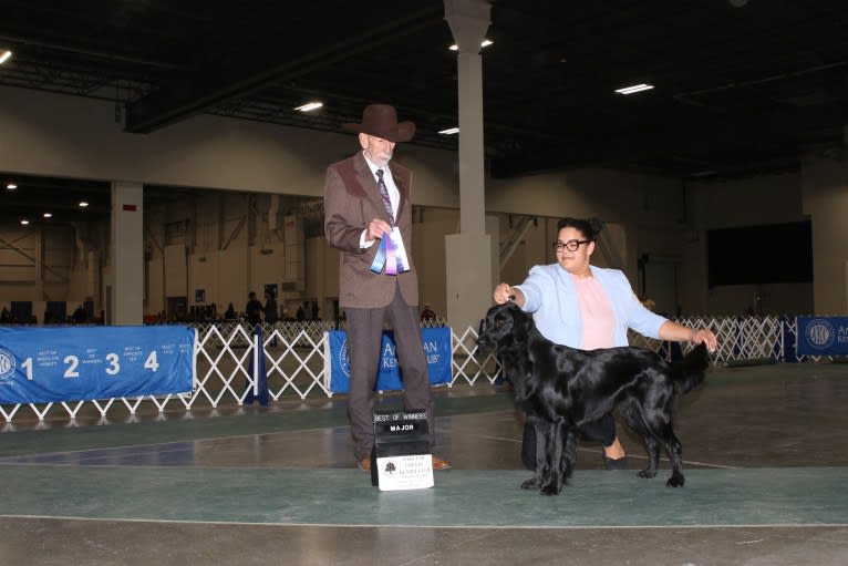 Ledger, a Flat-Coated Retriever tested with EmbarkVet.com